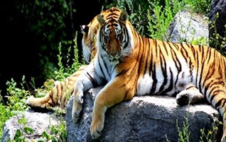 Jim Corbett National Park Online Safari Ticket Booking Procedure