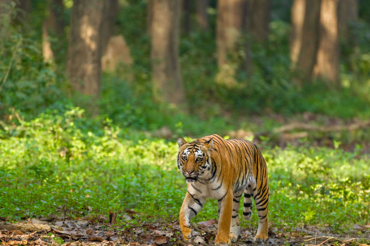 Bijrani Zone landscape