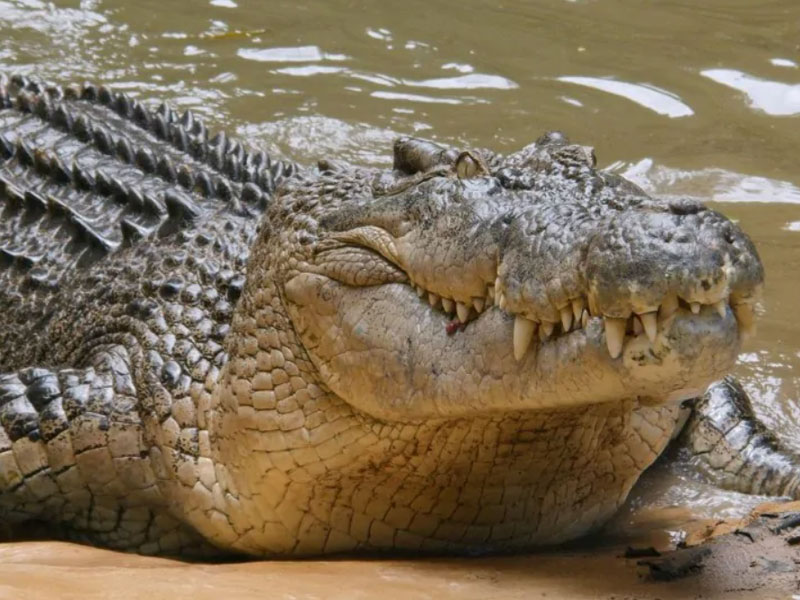 Crocodile